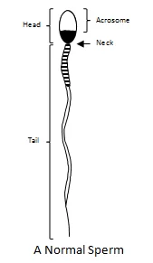 нормальная сперма