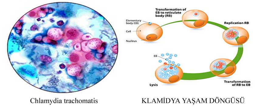 klamidya chlamydia testi fiyatlari 2021 istanbul laboratuvarlari