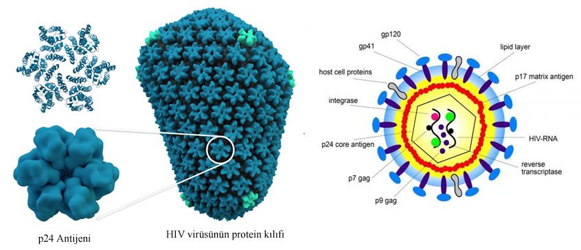 Вич 1 2 и антигена p24. Фото who International Standard HIV-1 p24 antigen NIBSC code: 90/636. Anti-HIV,HIV antibodies,HIV-1,HIV-1 AG,HIV-1 p24,HIV-2,Human Immunodeficiency virus antibodies,p24-antigen. P7 and p24 HIV.