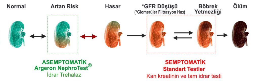 bobrek-hasar-olusumu